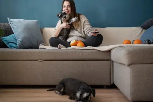 Animale de companie în apartament? 10 sfaturi pentru o viață frumoasă și liniștită alături de ele