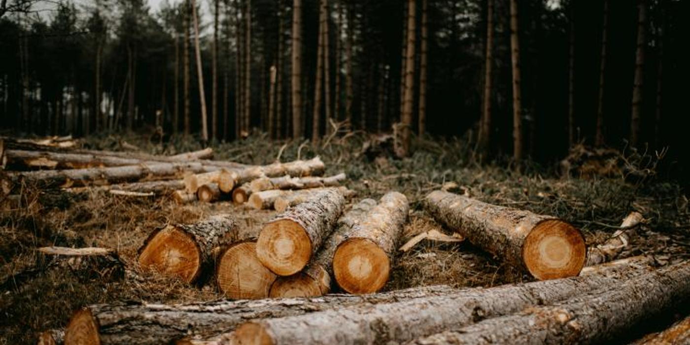 Operator economic din Gilău, sancționat pentru nereguli cu privire la cantitatea de lemn deținută de firmă