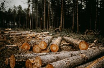 Operator economic din Gilău, sancționat pentru nereguli cu privire la cantitatea de lemn deținută de firmă