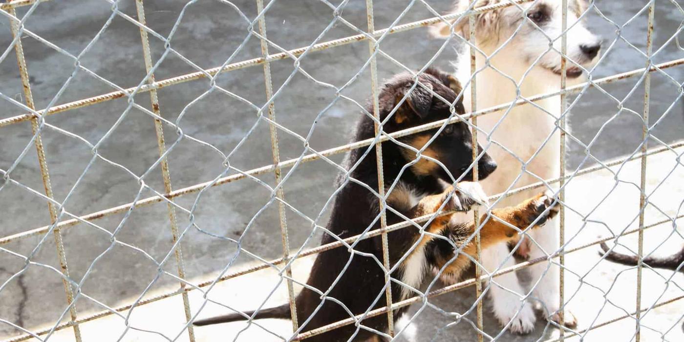 În 2022, câinii din Cluj au fost capturați, nu omorâți!