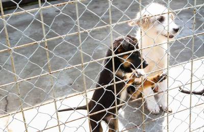 În 2022, câinii din Cluj au fost capturați, nu omorâți!