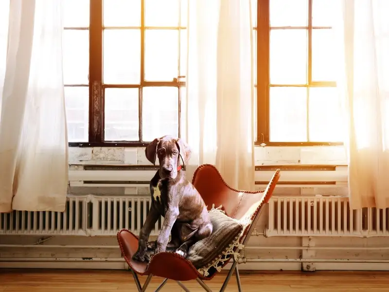 Cum să creezi o casă sigură și confortabilă pentru viitorul tău animal de companie