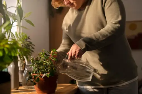 Apa oxigenată: un aliat surprinzător pentru sănătatea plantelor tale