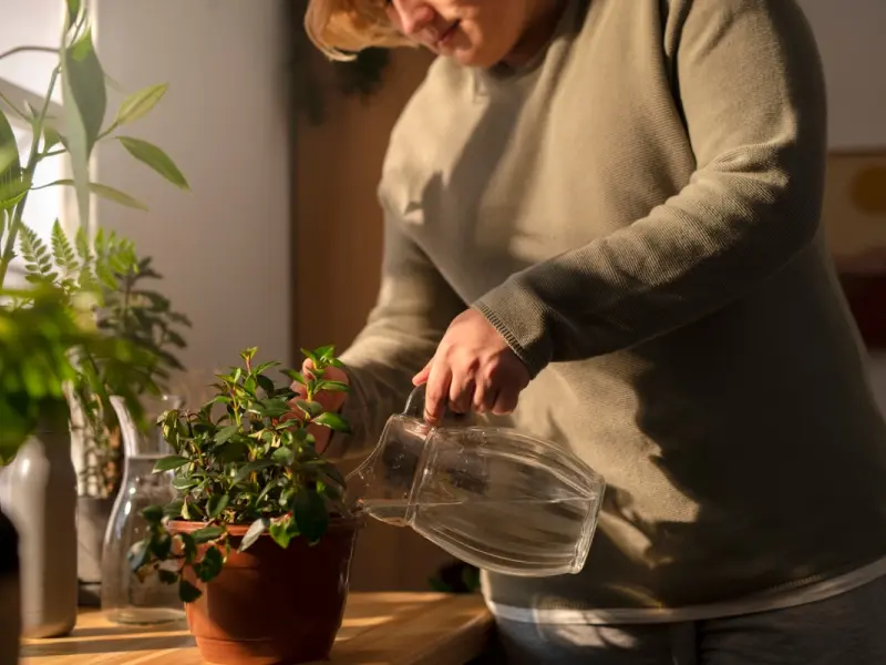 Apa oxigenată: un aliat surprinzător pentru sănătatea plantelor tale