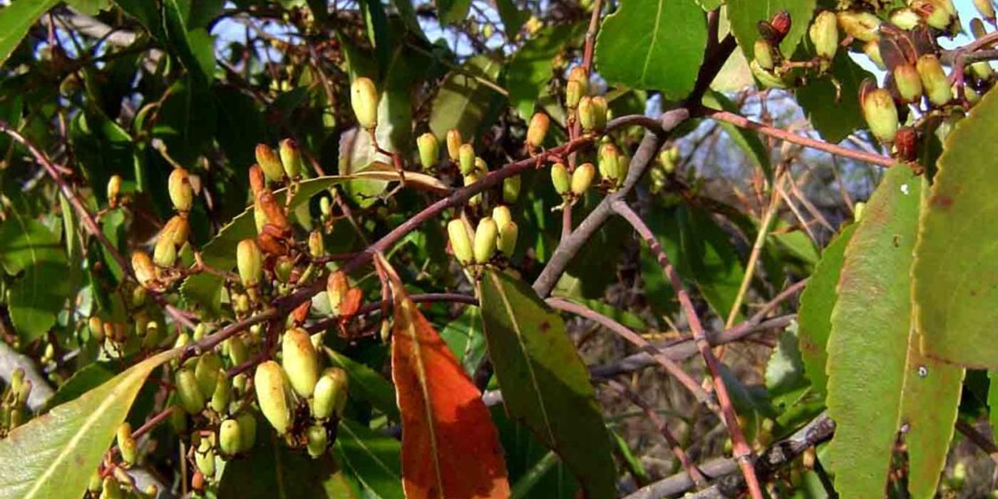 Catha edulis, planta folosită de mesageri și războinici