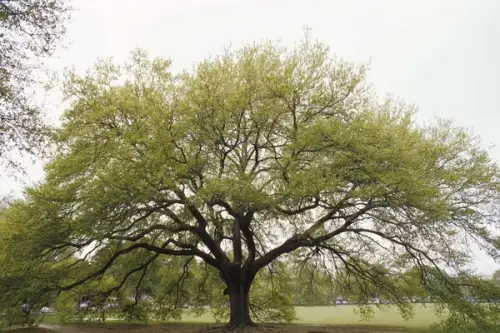 Cum se planteaza un stejar, de la stadiul de ghinda (VIDEO)