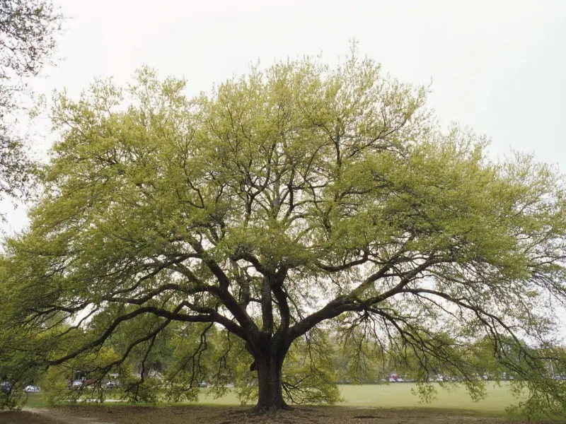 Cum se planteaza un stejar, de la stadiul de ghinda (VIDEO)