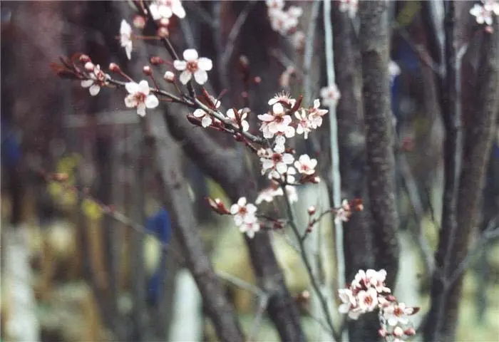 Cum sa cresti si sa tunzi un prun? (VIDEO)