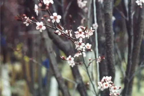 Cum sa cresti si sa tunzi un prun? (VIDEO)