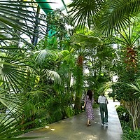 Răcoare tropicală și flori exotice în serele din Parcul Drumul Taberei: Refugiul perfect în mijlocul verii bucureștene