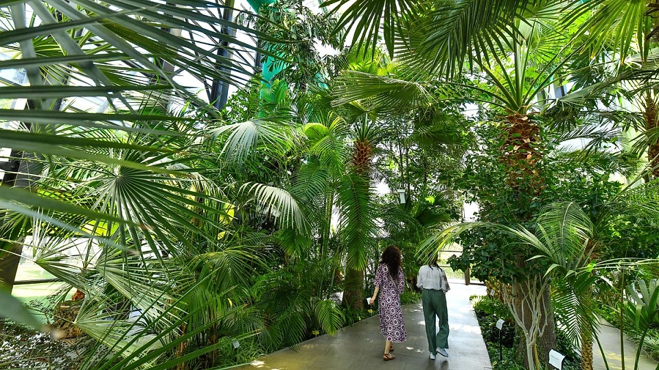 Răcoare tropicală și flori exotice în serele din Parcul Drumul Taberei: Refugiul perfect în mijlocul verii bucureștene