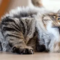 Armonia în apartament: sfaturi esențiale pentru o conviețuire fericită