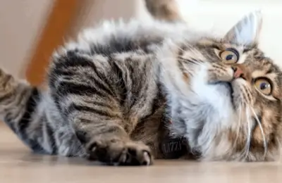 Armonia în apartament: sfaturi esențiale pentru o conviețuire fericită