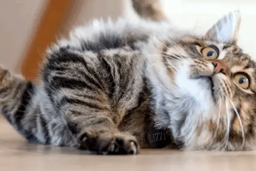 Armonia în apartament: sfaturi esențiale pentru o conviețuire fericită