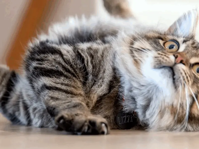 Armonia în apartament: sfaturi esențiale pentru o conviețuire fericită