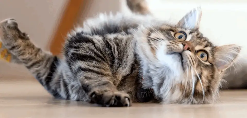 Harmony in Apartment: Essential Tips for Happy Cohabitation