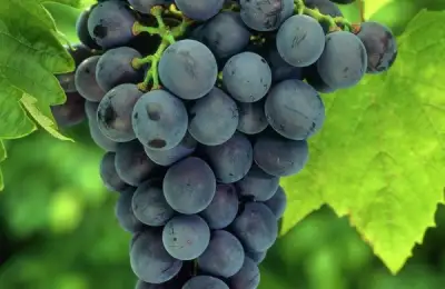 Lucrările din vie în luna august.