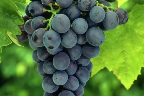 Lucrările din vie în luna august.