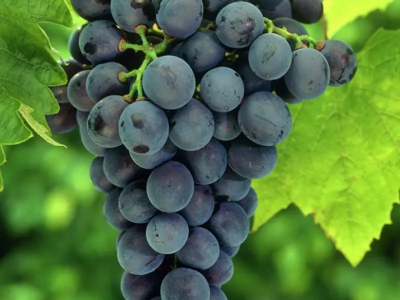 Lucrările din vie în luna august.