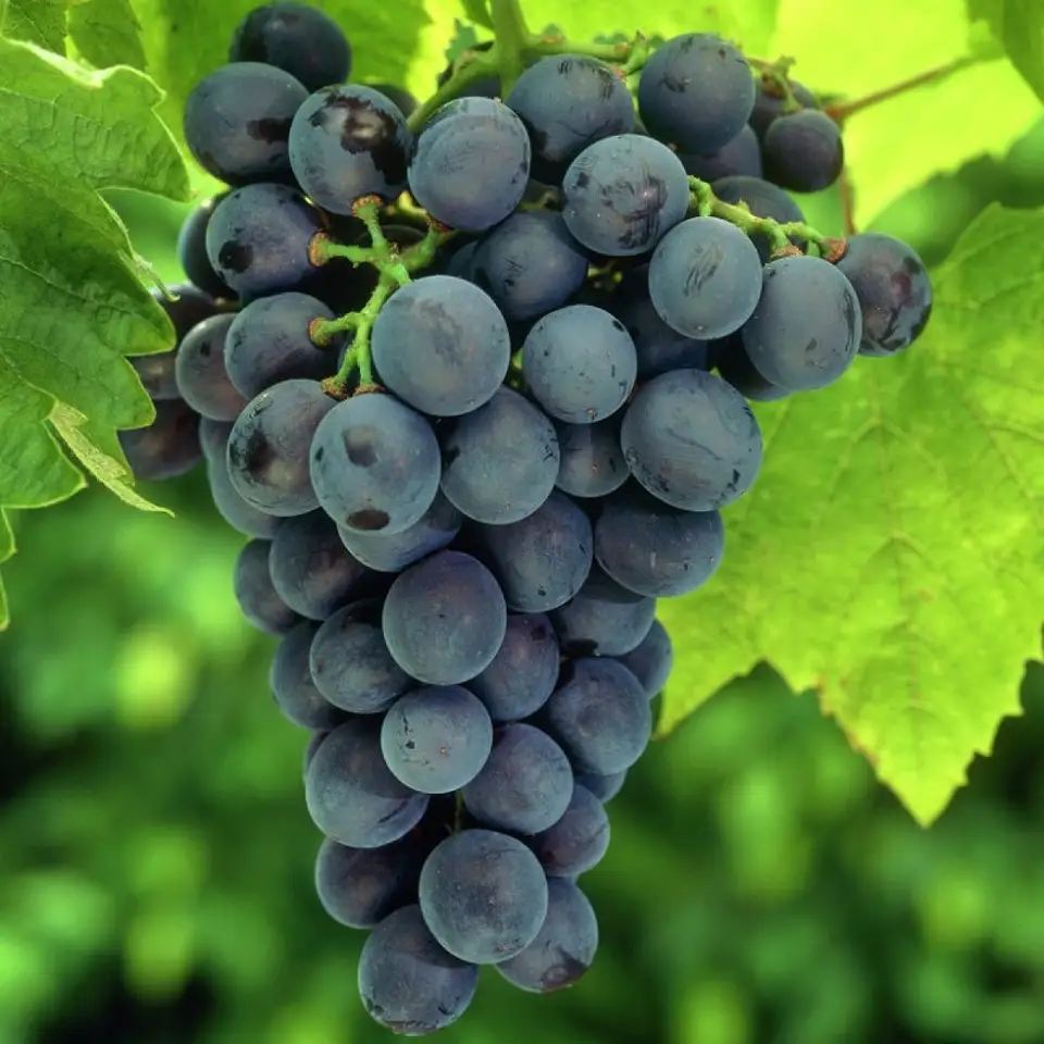 Vineyard Work in August