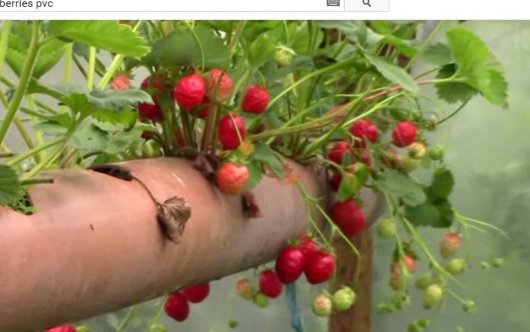 Cum sa plantezi capsuni intr-un tub din PVC – Video