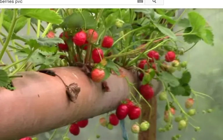 Cum sa plantezi capsuni intr-un tub din PVC – Video