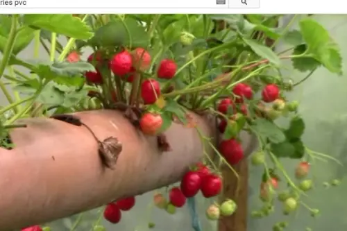 Cum sa plantezi capsuni intr-un tub din PVC – Video