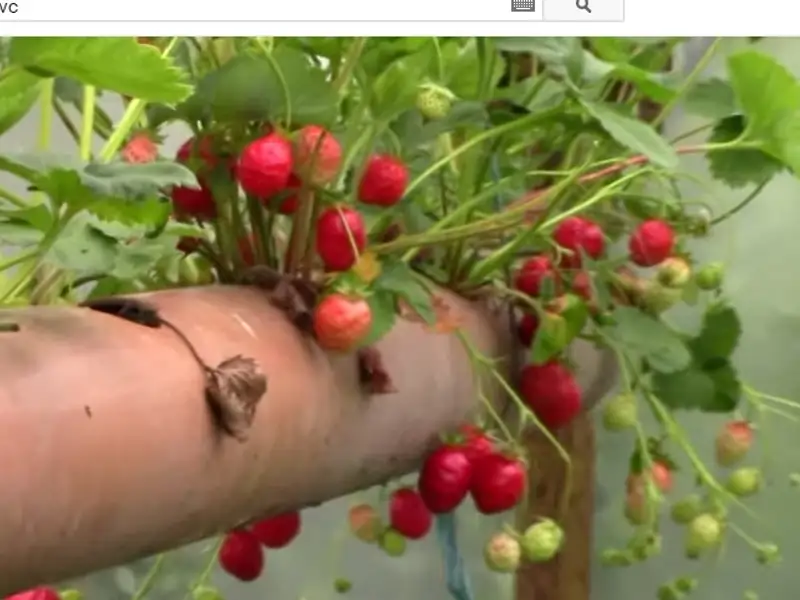 Cum sa plantezi capsuni intr-un tub din PVC – Video