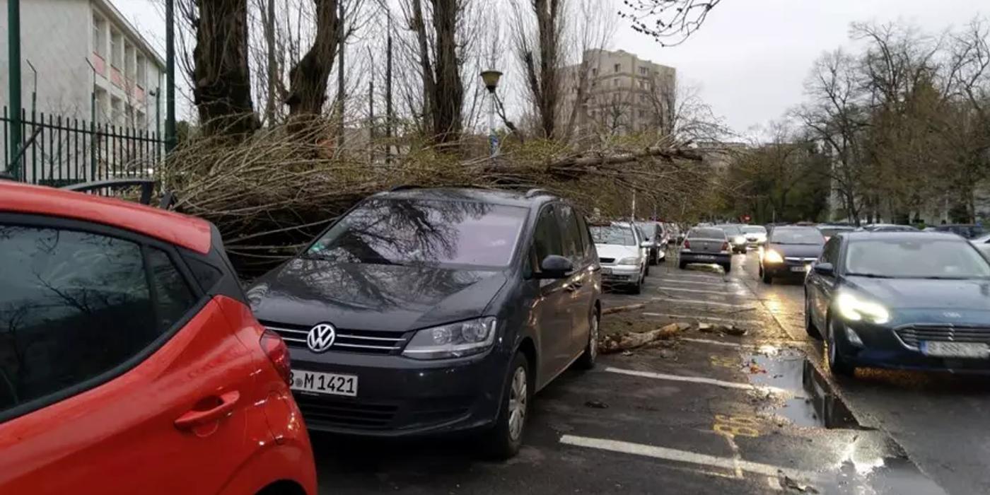 De ce cad copacii din București? Specialist în mediu: „Sunt vulnerabili, îmbătrâniți și prea puțin ajutați să supraviețuiască”