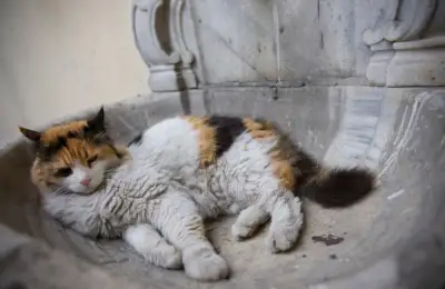 Caring for Your Cat During Summer - Tips to Keep Your Feline Healthy and Happy