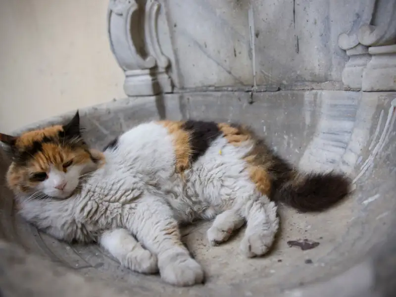 Cum să ai grijă de pisica ta în timpul sezonului cald – Sfaturi pentru a te asigura că pisica ta rămâne sănătoasă și fericită în timpul verii