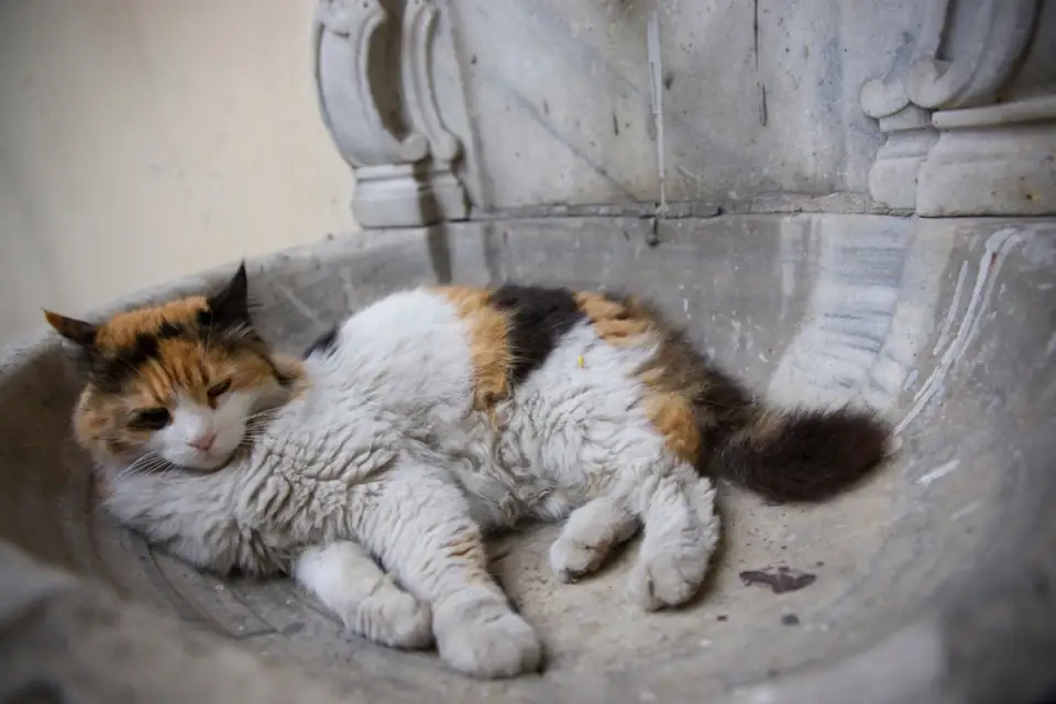 Caring for Your Cat During Summer - Tips to Keep Your Feline Healthy and Happy