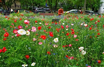 Mici lanuri de flori colorate vor înfrumuseța Parcul Liniei, Iuliu Maniu, digul de la Lacul Morii și alte câteva locuri.