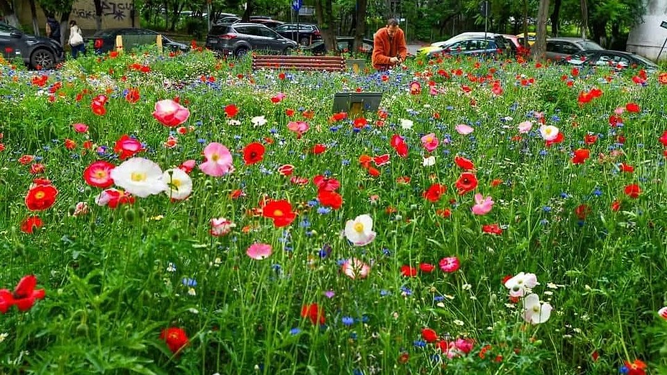 Mici lanuri de flori colorate vor înfrumuseța Parcul Liniei, Iuliu Maniu, digul de la Lacul Morii și alte câteva locuri.