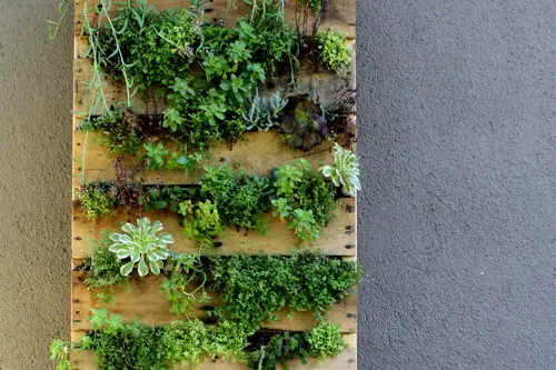 Amenajarea unei gradini verticale intr-un palet