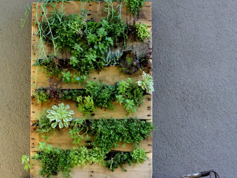 Amenajarea unei gradini verticale intr-un palet