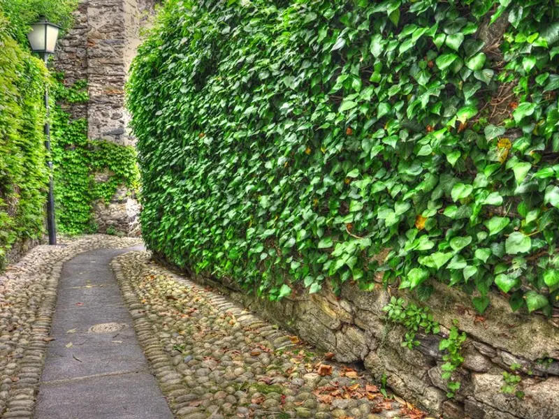 Cum să alegi speciile potrivite de plante pentru un gard viu și cum să îl plantezi și să îl întreții