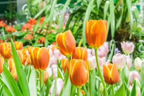 Cel mai potrivit design peisagistic într-o grădină la începutul primăverii