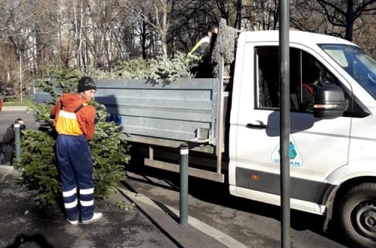 Primăria Cluj-Napoca va aplica amenzi oamenilor care vor arunca la gunoi brazii de Crăciun