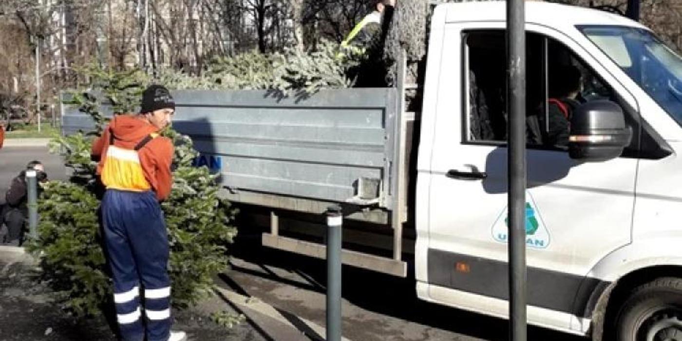 Primăria Cluj-Napoca va aplica amenzi oamenilor care vor arunca la gunoi brazii de Crăciun