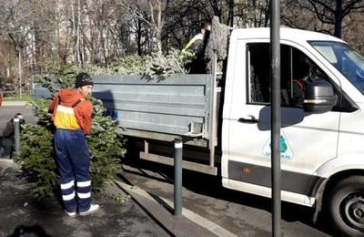 Primăria Cluj-Napoca va aplica amenzi oamenilor care vor arunca la gunoi brazii de Crăciun