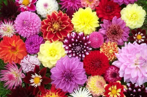 Plante pentru casa ta daliile