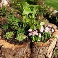 Ghiveci pentru flori din trunchi de copac