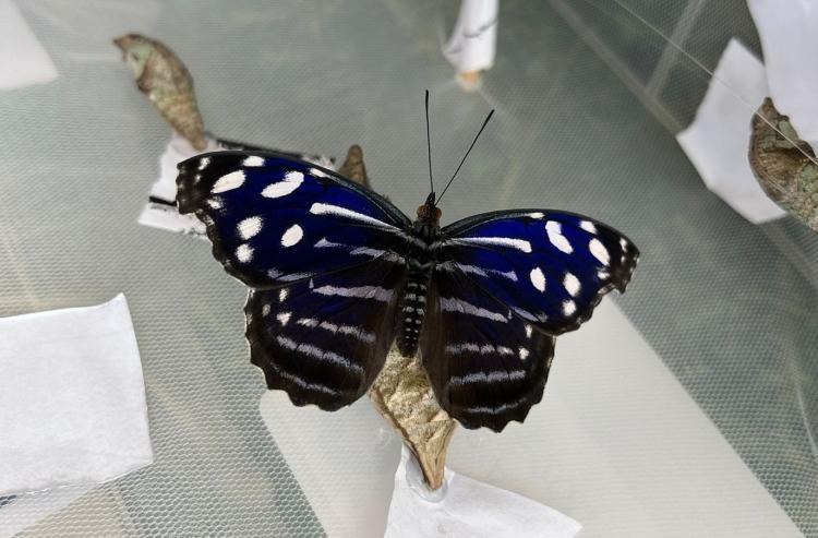 17 specii fascinante de fluturi tropicali pot fi admirate, până pe data de 6 octombrie, la Grădina Botanică „Alexandru Borza”