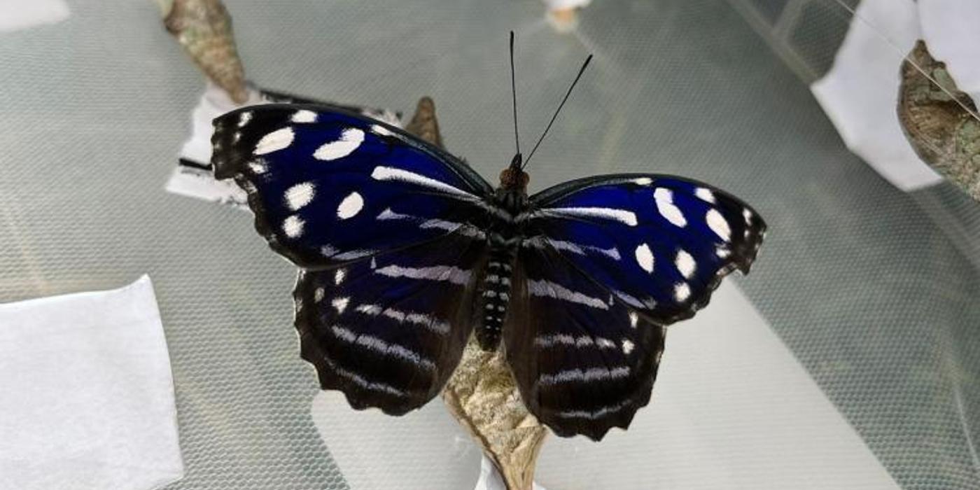 17 specii fascinante de fluturi tropicali pot fi admirate, până pe data de 6 octombrie, la Grădina Botanică „Alexandru Borza”