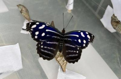 17 specii fascinante de fluturi tropicali pot fi admirate, până pe data de 6 octombrie, la Grădina Botanică „Alexandru Borza”