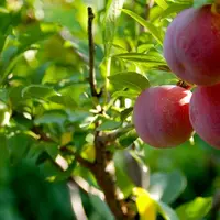 Cum se face altoirea pomilor fructiferi primavara? (VIDEO)