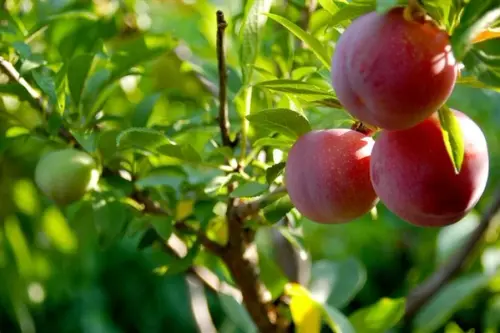 Cum se face altoirea pomilor fructiferi primavara? (VIDEO)