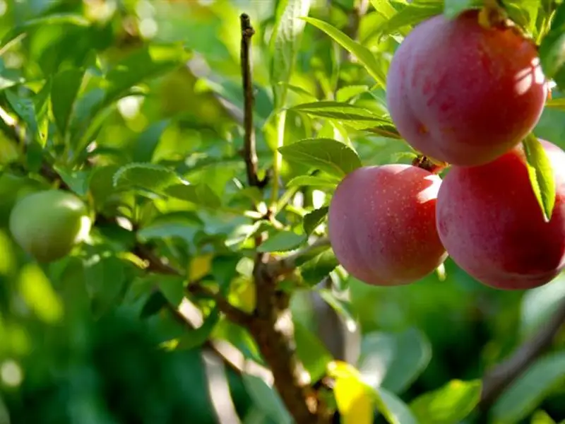 Cum se face altoirea pomilor fructiferi primavara? (VIDEO)