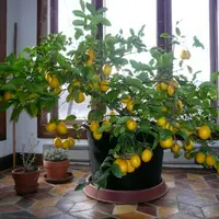 Cum se planteaza lamaiul pitic si alte citrice?